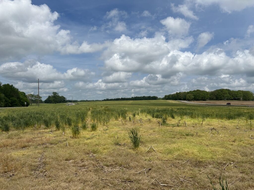 54+/- Acres Anderson, AL